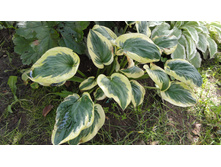 ����� ��� ������