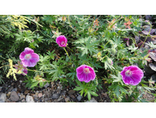 ������ �����