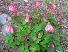 ��������� ����������� ����� �����