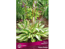 ����� ��������� ����� �����.jpg