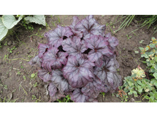 ������� ���� �����