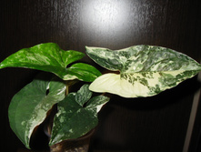 IMG 4668.JPG