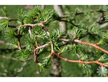 ����������� Diana..jpg