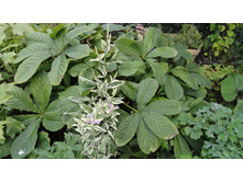 ��������� ��������������������