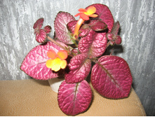 ������� ���������� �����