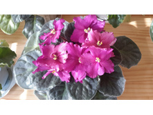 Rebel`s Flaming Star