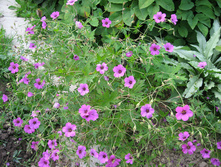 ������ ��������