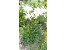 ������� ��������������