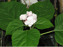 ���� ������������