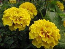 �������� ������