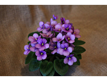 Rob`s Fuddy Daddy.jpg