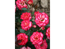 ���� ������� 234���. (����� �������� ��� 4��.).jpg