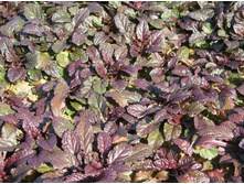 �������  �������������