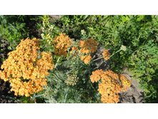 ������������� ���������