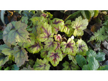 ������� ���� �����