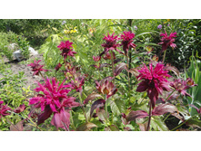 ������� ���������