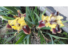 ���� ������ � �����