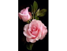 500x500.21069 30�50.jpg