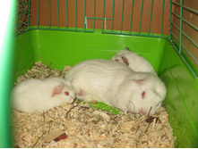 IMG 4623.JPG