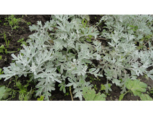 ������ ��������