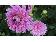 №64 ����� £����.JPG