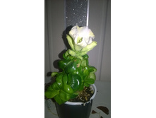 WP 20160313 14 31 52 Pro.jpg