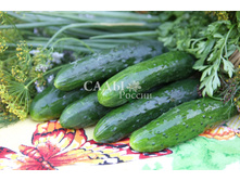 ������ ������� 17,50��� - 1��