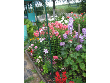 ���������: Kotenkova