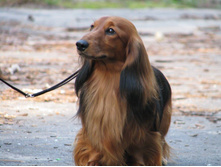 11886160 925716190828138 3129161610572104566 o.jpg