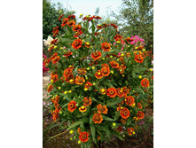 �������� �����  Gelenium.jpg