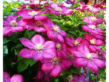 �������� ���� �� ���� (Ville de Lyon)