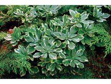 ���������� ���������