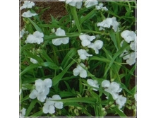 ������������ Innocence-110�