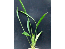 �������� +