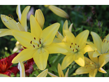 ����� ������ (�ϣ ����)