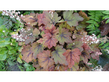 ������� ����������