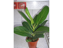 ����� ����������� ������ ( Ficus benghalensis Audrey ) - 300- 450 ���.