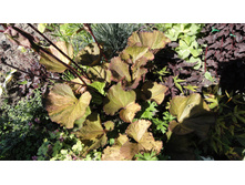 ��������� ������ ������