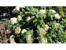 ��������� �����������