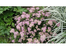 ������ ����