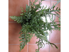 ������ ���������� (Pteris ensiformis) ����  Evergemiensis- ������ �������� ��������