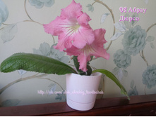 DS ����� �����. �������� �����'2016