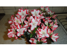 ������  ��������� - ��  350  ���.