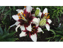 � �������.JPG