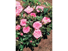 �������� 234���. (����� �������� ��� 9��.).jpg