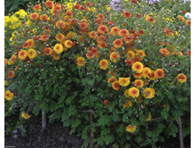 ���������� �����