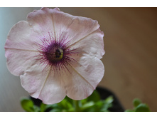 NEW ������� Ramblin Amethyst