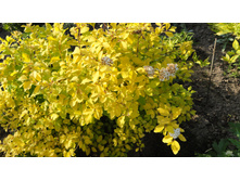 ������ �������� ���� ������