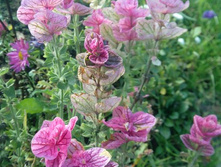 ������� ��������