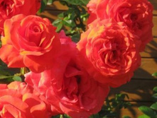 ������ 234���. (����� �������� ��� 10��.).jpg